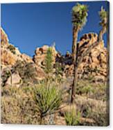 Joshua Tree Np - Barker Dam Nature Trail Canvas Print