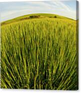 Barley Hordeum Vulgare Growing In Canvas Print