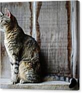 Barn Cat Canvas Print
