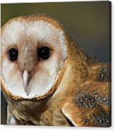 Barn Owl 4 Canvas Print