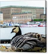 Barnacle Goose With Her Three Goslings Under Her Wing Canvas Print