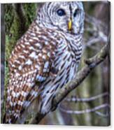 Barred Owl Canvas Print