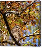 Barred Owl In Fall Canvas Print