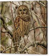 Barred Owl Canvas Print