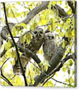 Barred Owl Mother And Child Canvas Print