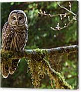 Barred Owl, Olympic National Park Canvas Print