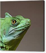 Basilisk Lizard Canvas Print