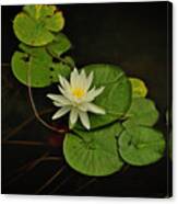 Bass Lake Water Lily Canvas Print