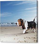 Basset Hound Walking On Beach, Ground Canvas Print