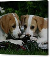 Beagle 84 Canvas Print