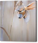 Bearded Reedling On The Move Canvas Print