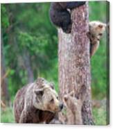 Bears Kindergarten Canvas Print