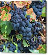 Beaujolais Grapes On The Vine Iii Canvas Print