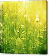 Beautiful Nature In Green And Yellow Canvas Print