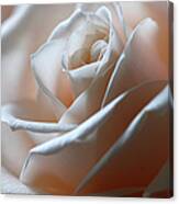 Beautiful Rose Close-up Canvas Print