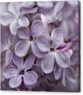 Beautiful Spring Lilac Blooms Canvas Print
