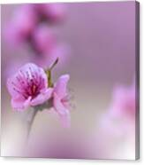 Beautiful Spring Nature Cherry Canvas Print