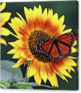 Beautiful Sunflower With Monarch Butterfly Canvas Print