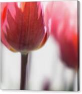 Beautiful Tulips Canvas Print