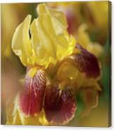 Beauty Of Irises. 'iris King Canvas Print