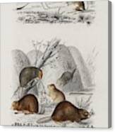 Beaver  Castor  And Jerboa  Dipus  Illustrated By Charles Dessalines D  Orbigny  1806-1876 Canvas Print