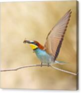 Bee-eater With A Bee Canvas Print