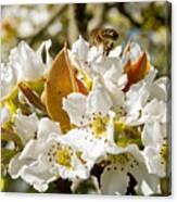 Bee On Apple Blossom Canvas Print