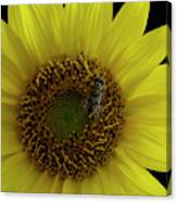 Bee On Sunflower 4170 Canvas Print