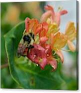 Bee On Wild Honeysuckle Canvas Print