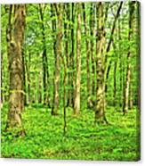 Beech Tree Forest Canvas Print