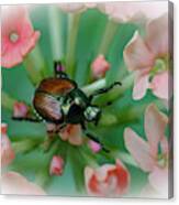 Beetle On A Flower Canvas Print