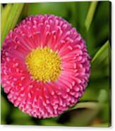 Bellis Daisy Flower Close Up In Spring Time Canvas Print