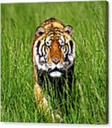 Bengal Tiger, Panthera Tigris Tigris Canvas Print