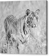 Bengal Tiger Panthera Tigris Tigris Canvas Print