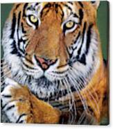 Bengal Tiger Portrait Endangered Species Wildlife Rescue Canvas Print