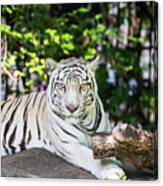 Bengal White Tiger Lying On The Rock Canvas Print