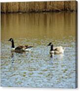 Bidston.  Bidston Moss Wildlife Reserve. Two Geese. Canvas Print