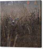 Big Buck Canvas Print