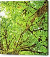 Big Leaf Maple Trees V Canvas Print