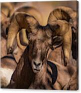 Bighorns Resting In The Afternoon Sun Canvas Print