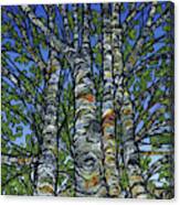 Birch Cluster Canvas Print
