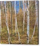 Birch Grove On The Side Of The Hill Canvas Print