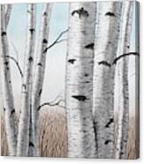 Birch Trees In Early Winter In Watercolor Canvas Print