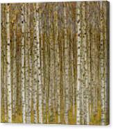 Birches Canvas Print