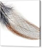 Bird Feather Canvas Print