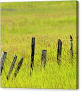 Bird On Old Barbed Wire Fence Canvas Print