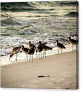 Birds On The Beach Canvas Print