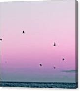 Captive Island Sunset Seabirds Circling Canvas Print