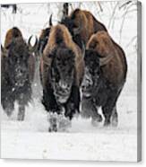 Bison Bulls Run In The Snow Canvas Print