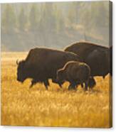 Bison Family Canvas Print